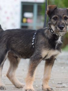 Thorsten – Mischling, Weibchen, 1 Jahr, Ungarn – Foto 17