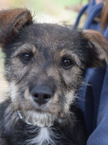 Thorsten – Mischling, Weibchen, 1 Jahr, Ungarn – Foto 18