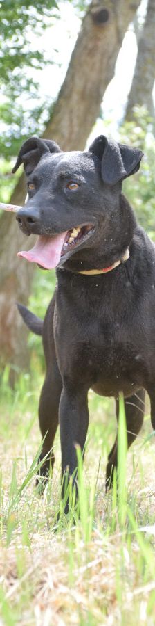 pandora – Mischling, Weibchen, 4 Jahre – Foto 1
