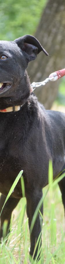pandora – Mischling, Weibchen, 4 Jahre – Foto 2
