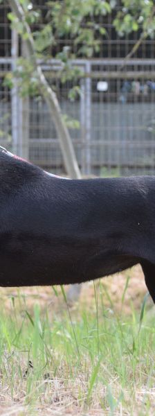 pandora – Mischling, Weibchen, 4 Jahre – Foto 3