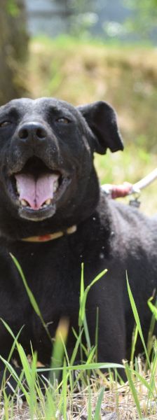 pandora – Mischling, Weibchen, 4 Jahre – Foto 4