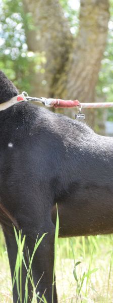 pandora – Mischling, Weibchen, 4 Jahre – Foto 6