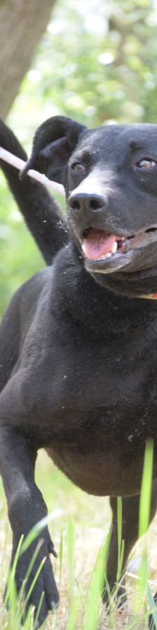 pandora – Mischling, Weibchen, 4 Jahre – Foto 7