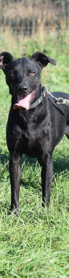 pandora – Mischling, Weibchen, 4 Jahre – Foto 9