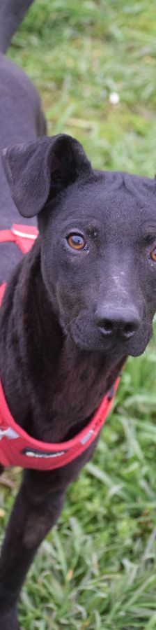 pandora – Mischling, Weibchen, 4 Jahre – Foto 10