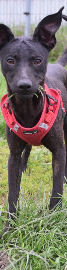 pandora – Mischling, Weibchen, 4 Jahre – Foto 11