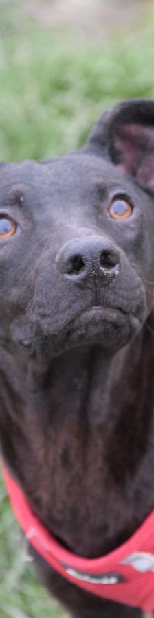pandora – Mischling, Weibchen, 4 Jahre – Foto 12