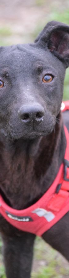 pandora – Mischling, Weibchen, 4 Jahre – Foto 13