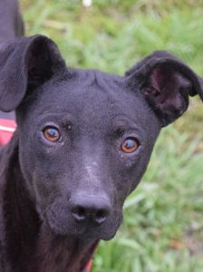 pandora – Mischling, Weibchen, 4 Jahre – Foto 16