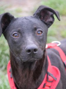 pandora – Mischling, Weibchen, 4 Jahre – Foto 17