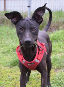 pandora – Mischling, Weibchen, 4 Jahre – Foto 18