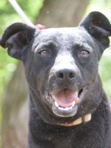 pandora – Mischling, Weibchen, 4 Jahre – Foto 19