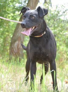 pandora – Mischling, Weibchen, 4 Jahre – Foto 20