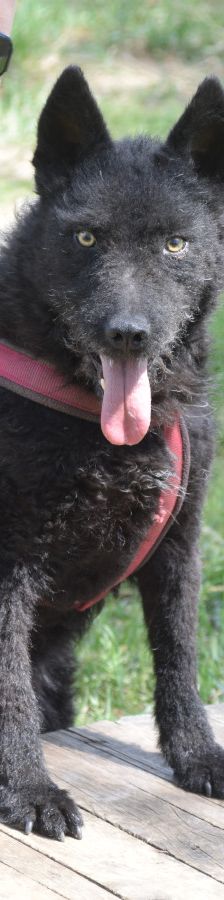 oliver – Mischling, Unbekannt, 4 Jahre, Ungarn – Foto 1