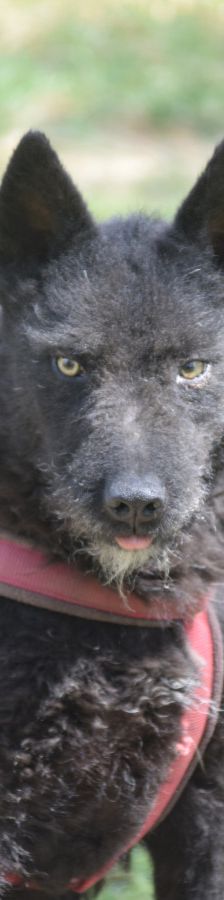 oliver – Mischling, Unbekannt, 4 Jahre, Ungarn – Foto 2