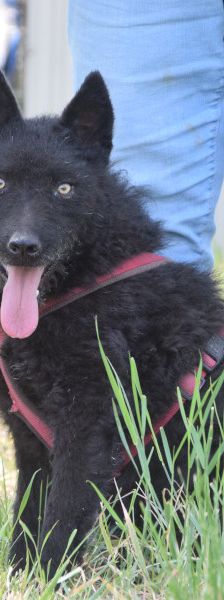 oliver – Mischling, Unbekannt, 4 Jahre, Ungarn – Foto 3