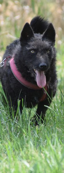 oliver – Mischling, Unbekannt, 4 Jahre, Ungarn – Foto 4
