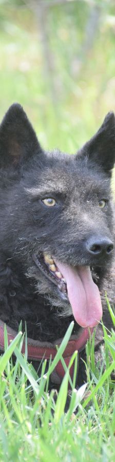 oliver – Mischling, Unbekannt, 4 Jahre, Ungarn – Foto 5