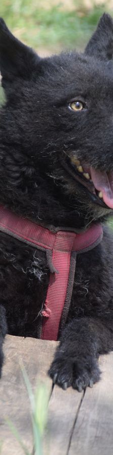 oliver – Mischling, Unbekannt, 4 Jahre, Ungarn – Foto 6
