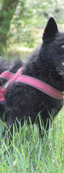 oliver – Mischling, Unbekannt, 4 Jahre, Ungarn – Foto 7