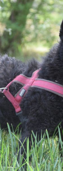 oliver – Mischling, Unbekannt, 4 Jahre, Ungarn – Foto 8