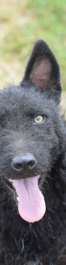 oliver – Mischling, Unbekannt, 4 Jahre, Ungarn – Foto 9