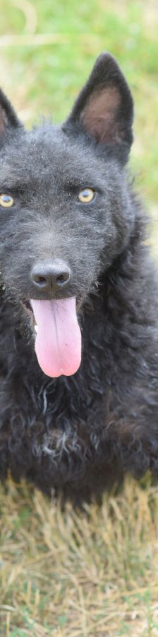 oliver – Mischling, Unbekannt, 4 Jahre, Ungarn – Foto 10