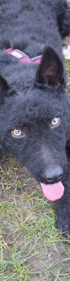 oliver – Mischling, Unbekannt, 4 Jahre, Ungarn – Foto 11