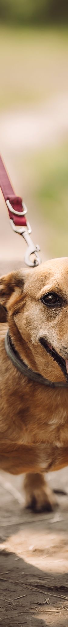 pia – Mischling, Weibchen, 4 Jahre – Foto 2