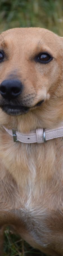 pia – Mischling, Weibchen, 4 Jahre – Foto 4