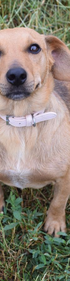 pia – Mischling, Weibchen, 4 Jahre – Foto 5