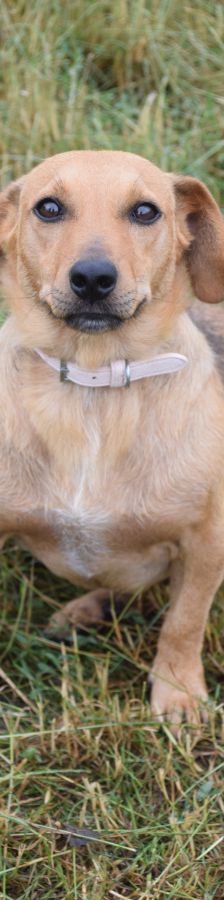 pia – Mischling, Weibchen, 4 Jahre – Foto 6