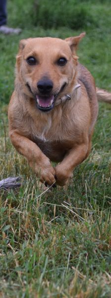 pia – Mischling, Weibchen, 4 Jahre – Foto 7