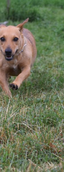 pia – Mischling, Weibchen, 4 Jahre – Foto 8