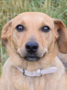pia – Mischling, Weibchen, 4 Jahre – Foto 11