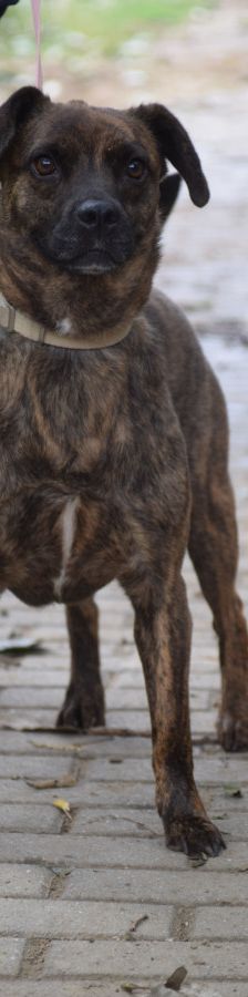 lulu – Mischling, Weibchen, 6 Jahre, Ungarn – Foto 1