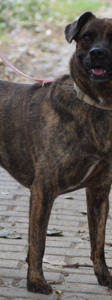lulu – Mischling, Weibchen, 6 Jahre, Ungarn – Foto 2