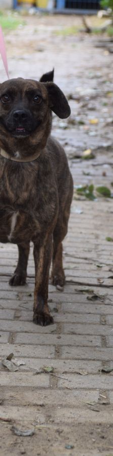 lulu – Mischling, Weibchen, 6 Jahre, Ungarn – Foto 3