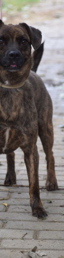 lulu – Mischling, Weibchen, 6 Jahre, Ungarn – Foto 4