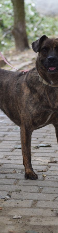 lulu – Mischling, Weibchen, 6 Jahre, Ungarn – Foto 5
