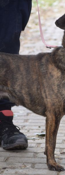 lulu – Mischling, Weibchen, 6 Jahre, Ungarn – Foto 6