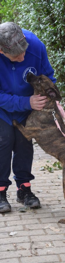 lulu – Mischling, Weibchen, 6 Jahre, Ungarn – Foto 7