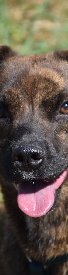 lulu – Mischling, Weibchen, 6 Jahre, Ungarn – Foto 8