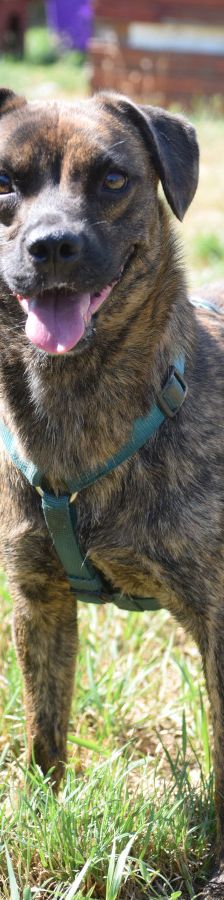 lulu – Mischling, Weibchen, 6 Jahre, Ungarn – Foto 9