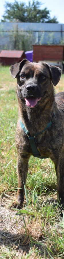 lulu – Mischling, Weibchen, 6 Jahre, Ungarn – Foto 10