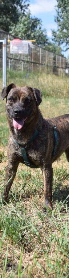 lulu – Mischling, Weibchen, 6 Jahre, Ungarn – Foto 11