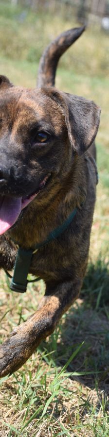 lulu – Mischling, Weibchen, 6 Jahre, Ungarn – Foto 12