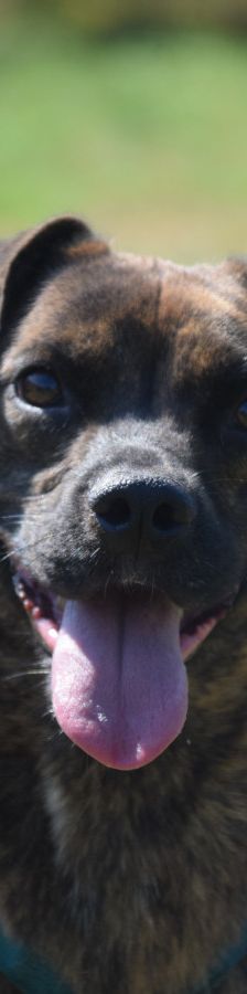 lulu – Mischling, Weibchen, 6 Jahre, Ungarn – Foto 13