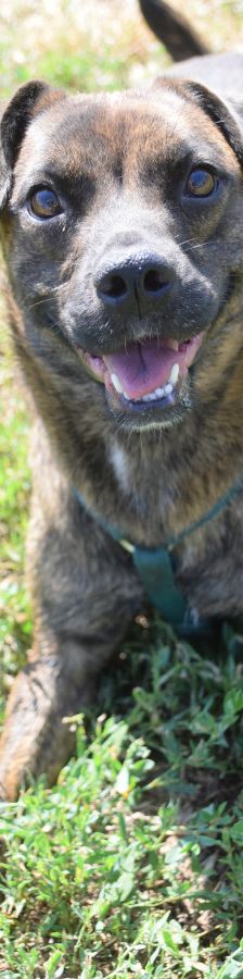 lulu – Mischling, Weibchen, 6 Jahre, Ungarn – Foto 14